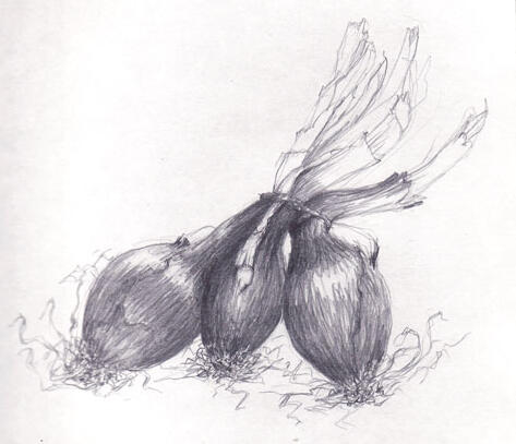 Onions Onions